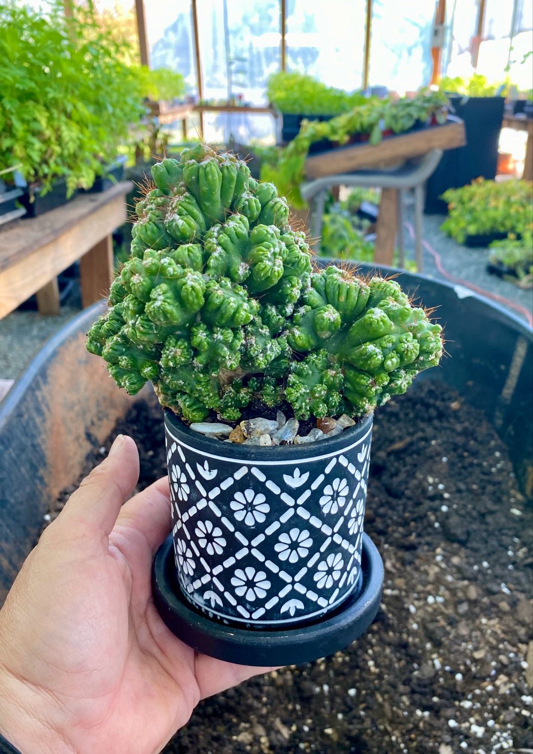 Monster Cactus In Black Decorative Pot - Pre Potted