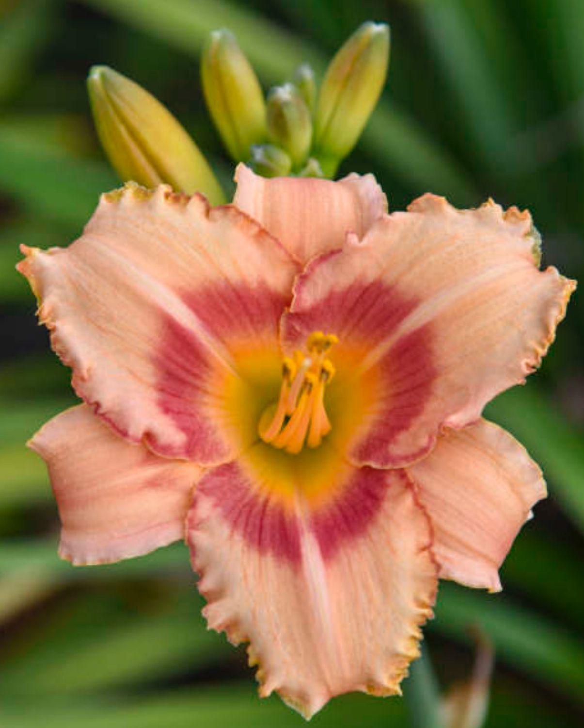 Daylily Strawberry Candy