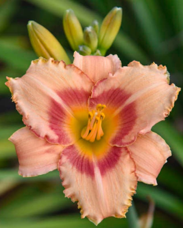 Daylily Strawberry Candy
