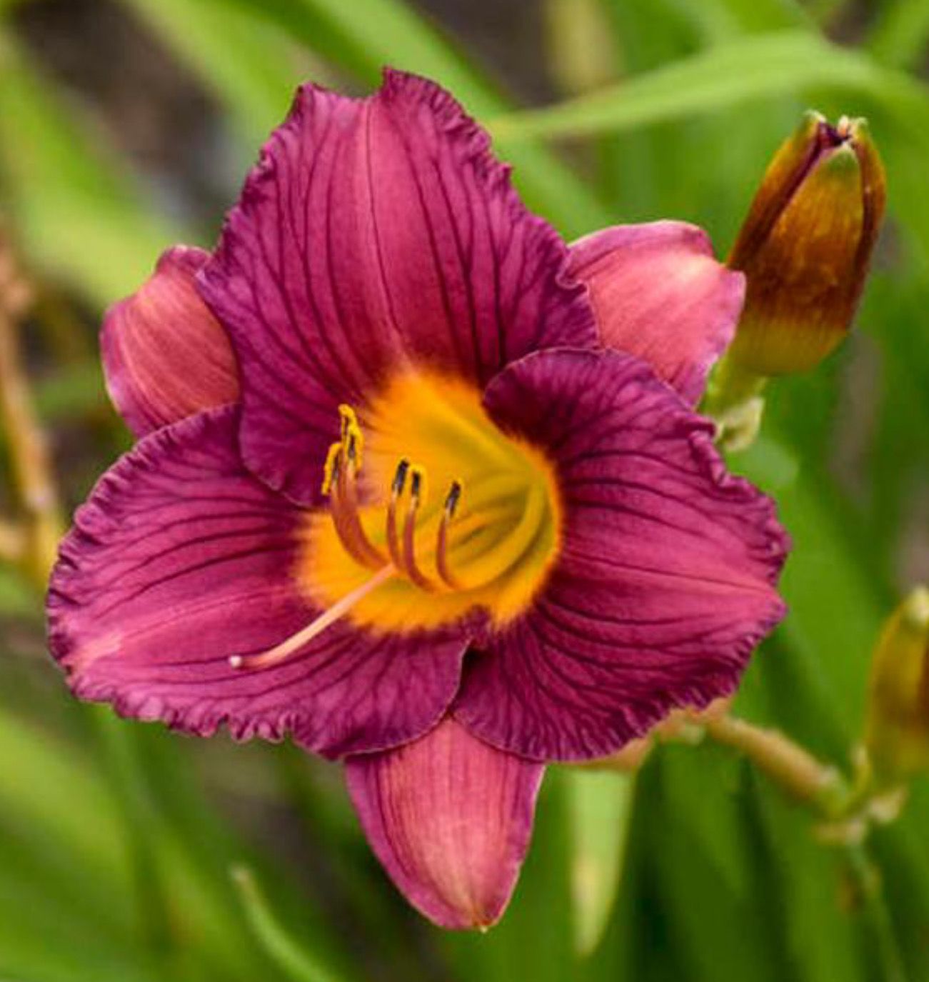 Daylily Purple d&#39;Oro Miniature