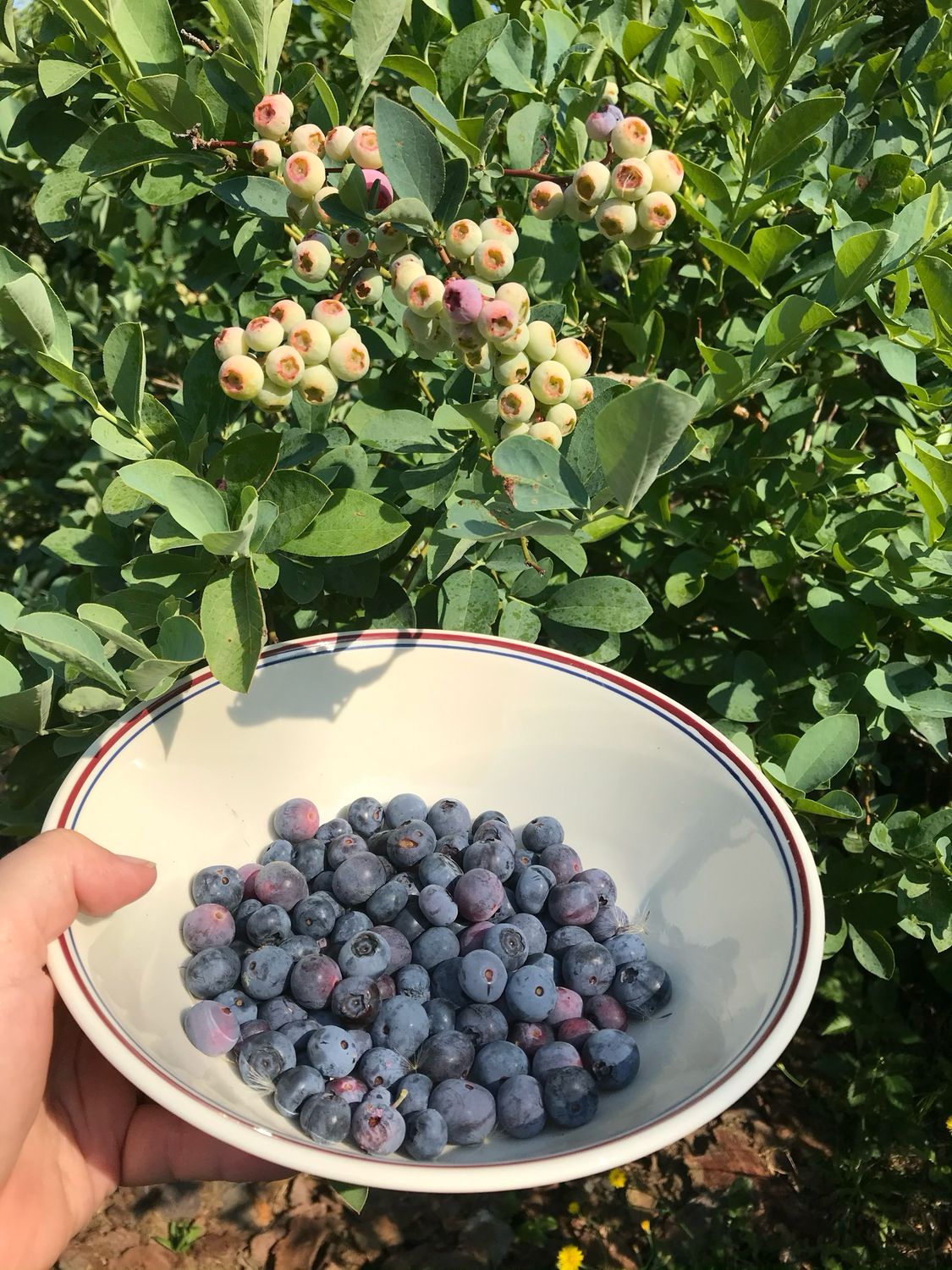 Blueberries Freshly Picked 1.5 lbs - Quart Bag