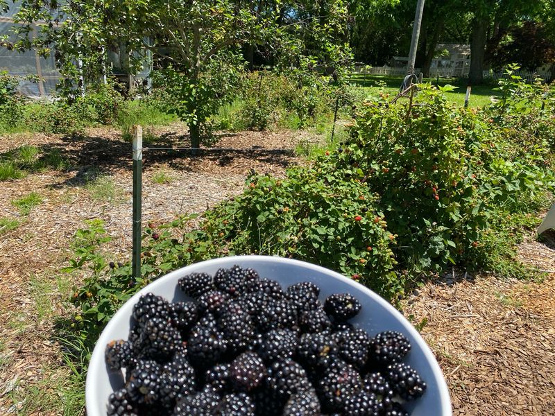 Blackberries Freshly Picked 1.5 lbs - quart bag