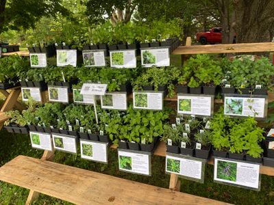 Herb Plants
