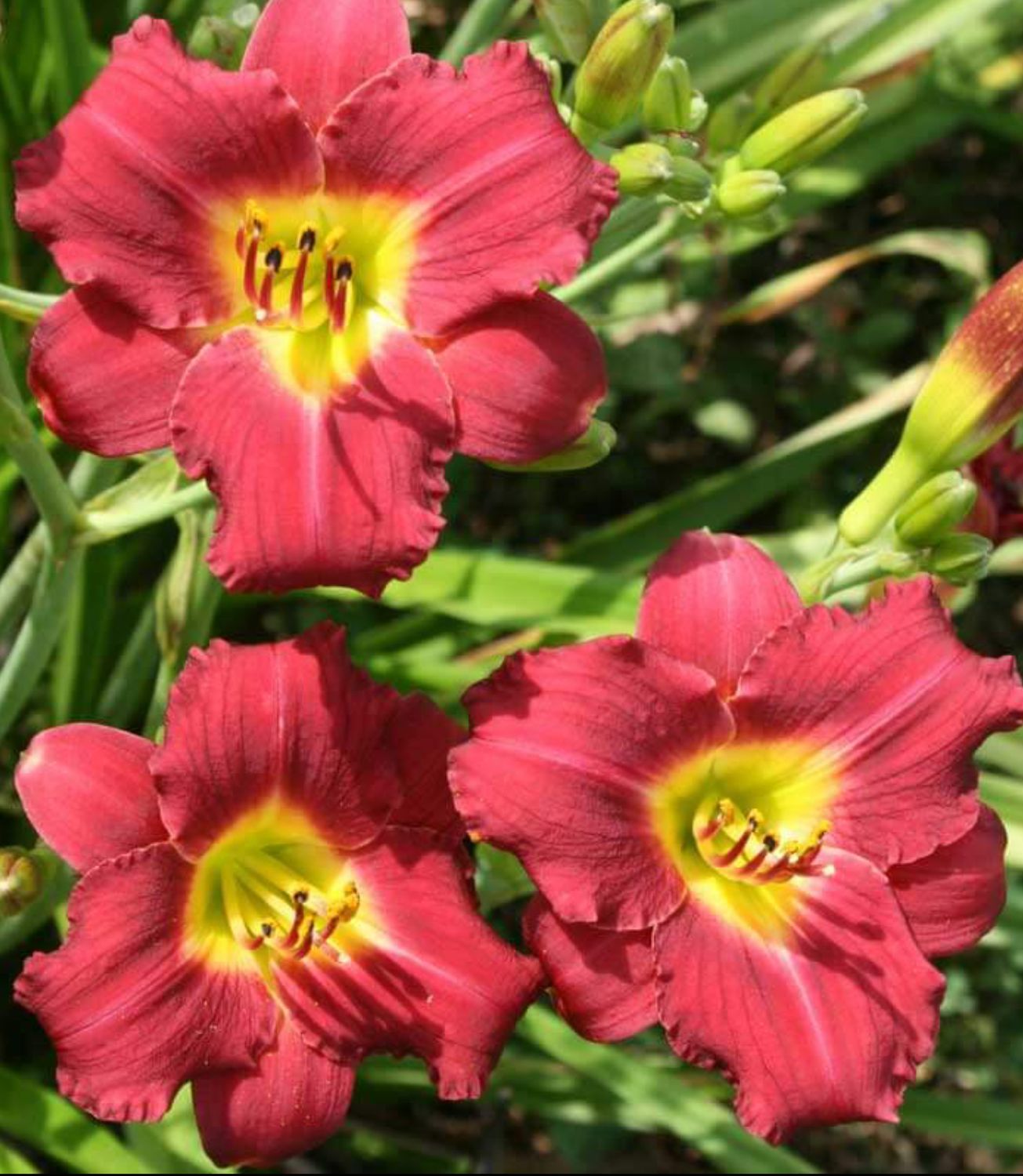 Daylily Pardon Me