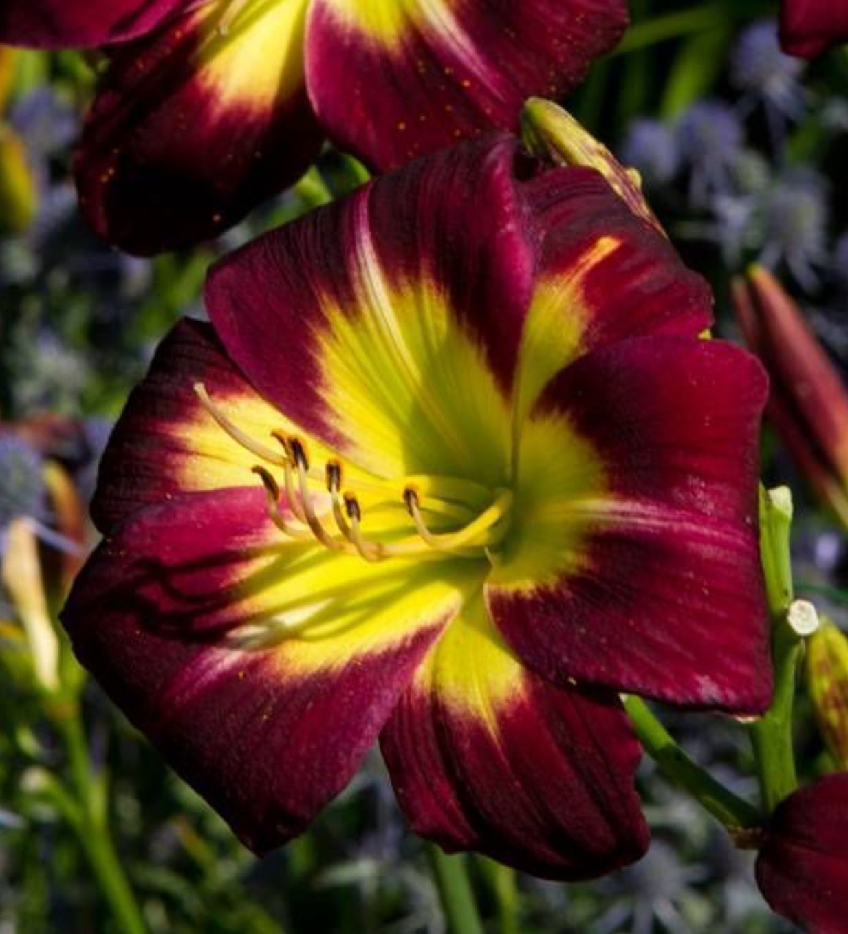 Daylily Night Beacon