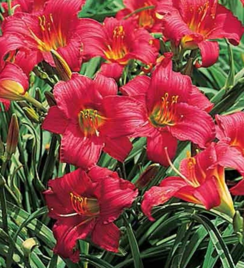Daylily Little Business
