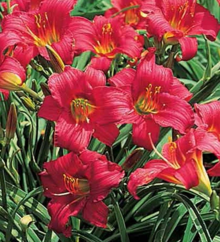Daylily Little Business