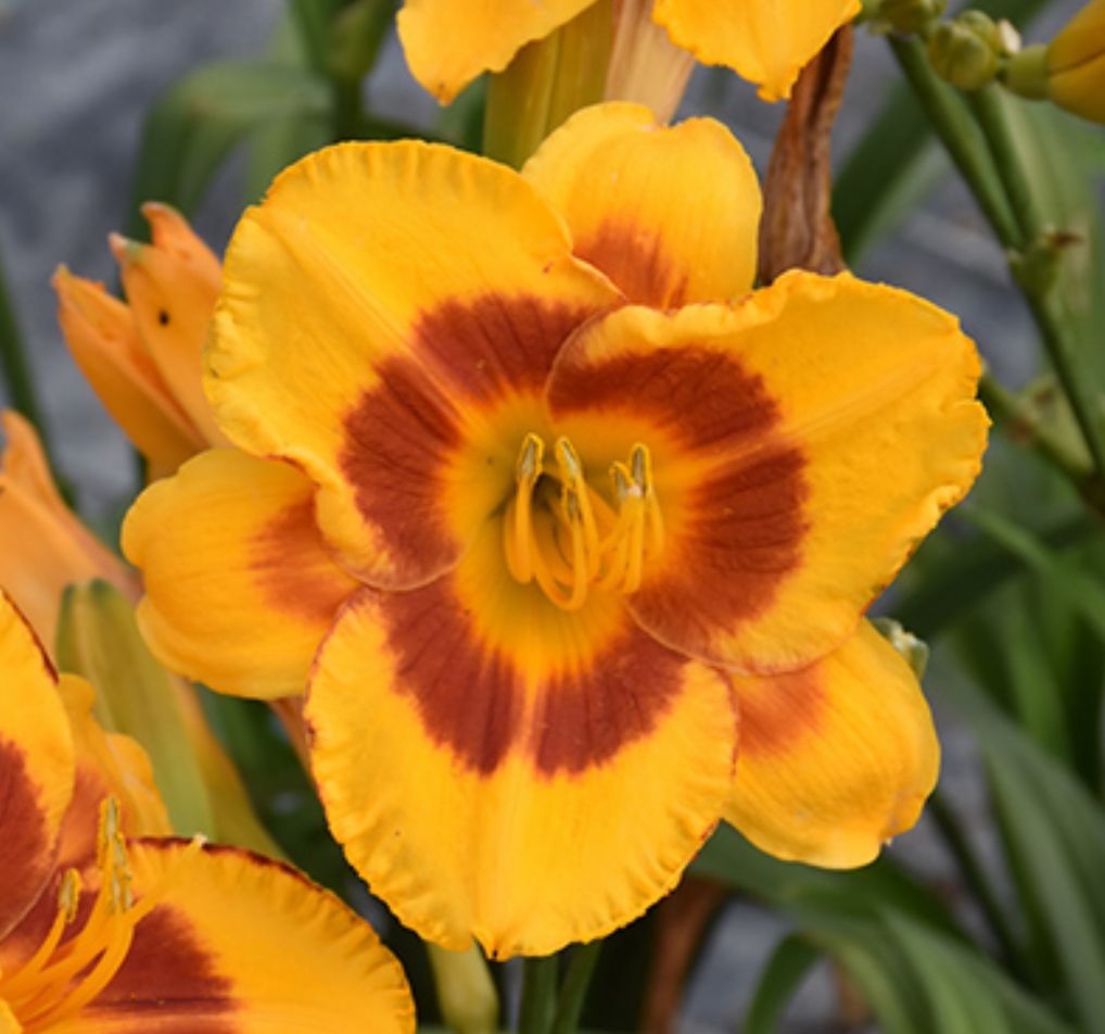 Daylily Fooled Me Hemerocallis - Rebloomer