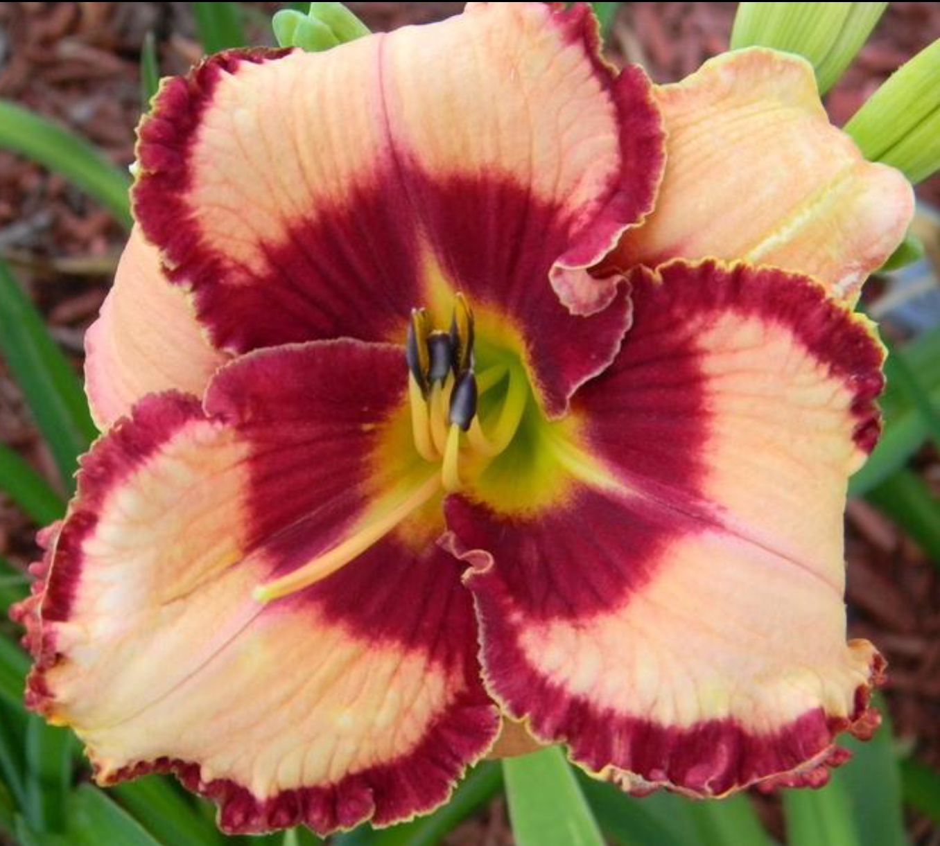 Daylily Lies and Lipstick