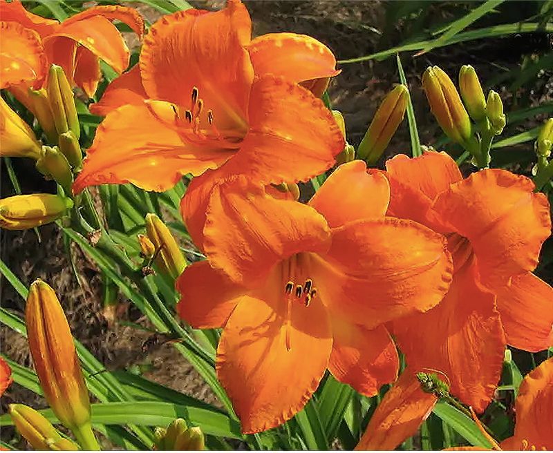 Daylily Mauna Loa