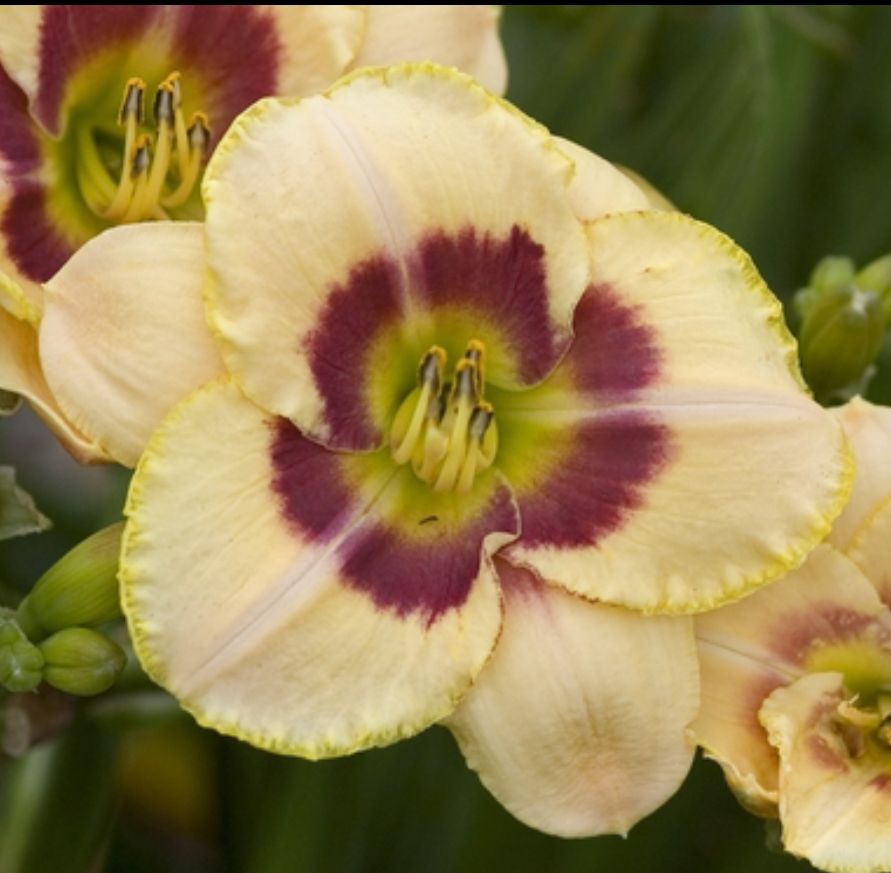 Daylily Custard Candy Hemerocallis - Rebloomer