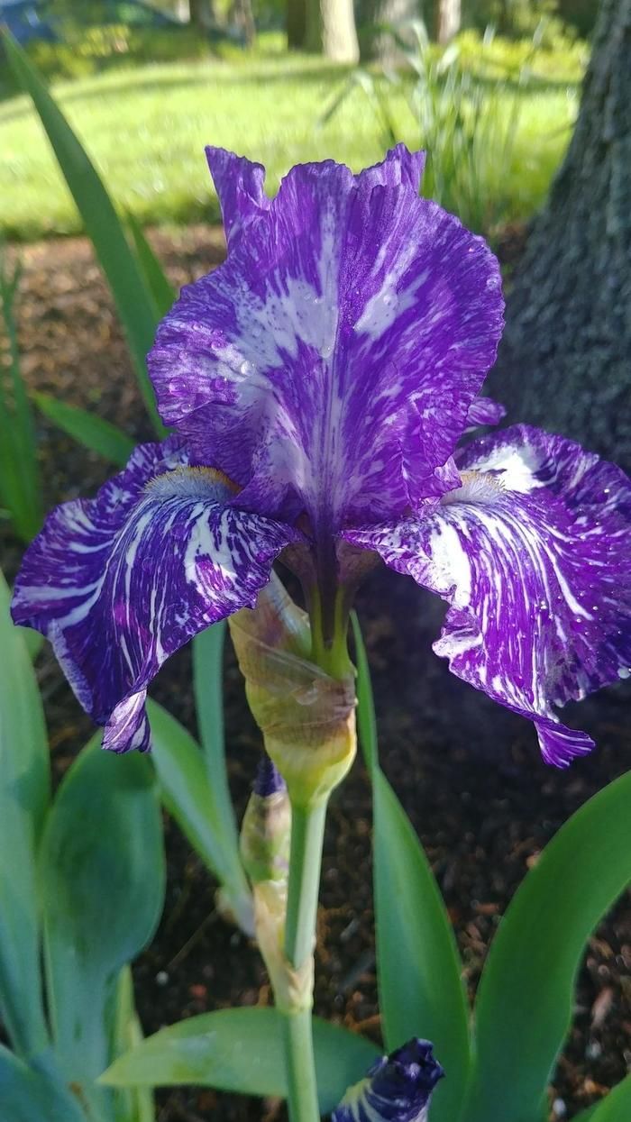Iris Bearded Batik Fragrant Reblooming Germanica Iris Size #1 Rhizome