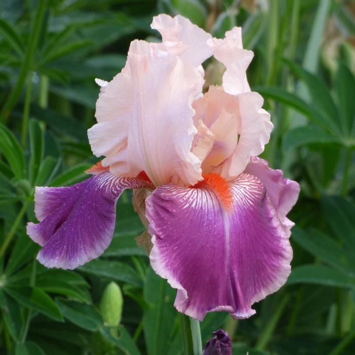 Iris Bearded Cherry Blossom Song Reblooming Germanica Size #1 Rhizome