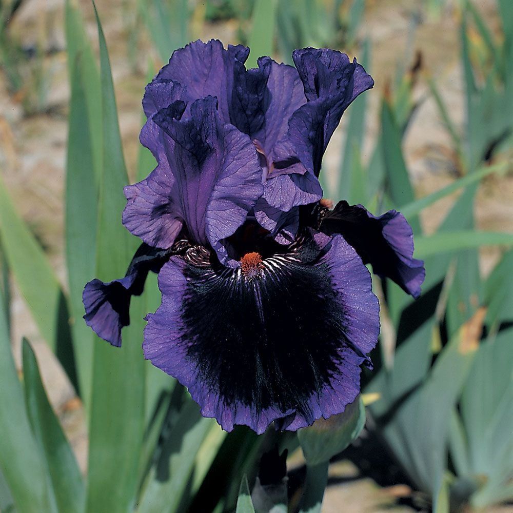 Iris Bearded Pagan Dance Fragrant Reblooming Barry Blyth 1989 #1 Size Rhizome