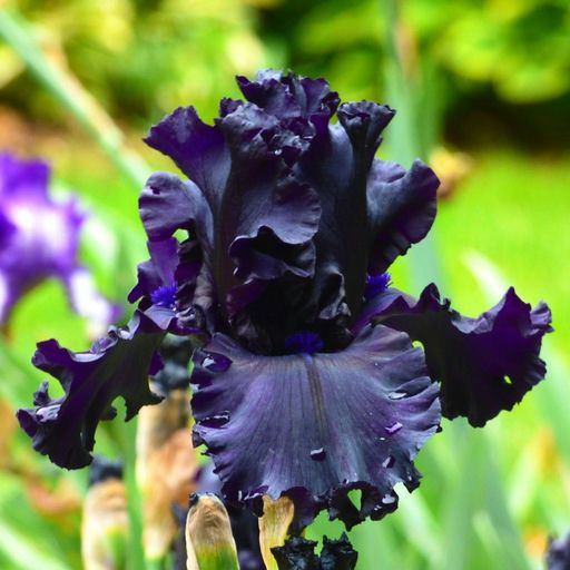 Iris Bearded All Night Long Fragrant Reblooming Black German Iris Duncan 2004 Size #1