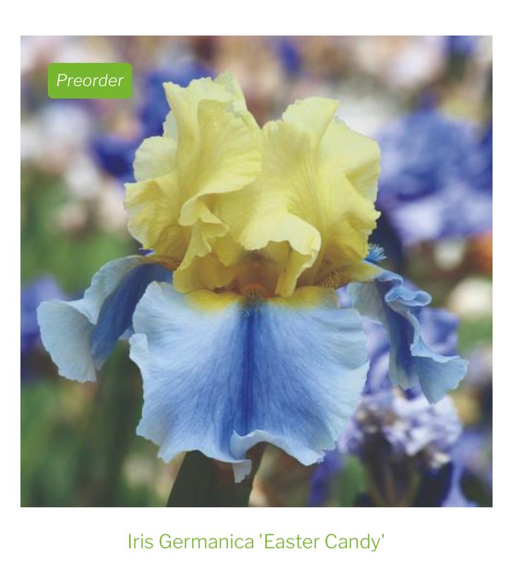 Iris Bearded Easter Candy Keith Keppel 2011 1 Dormant Rhizome German Tall