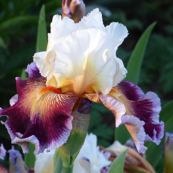 Iris Bearded Care To Dance Schreiner 2013 Tall German Size 1 Rhizome