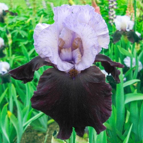 Iris Bearded Better Together Iris Germanica Size #1 Rhizome