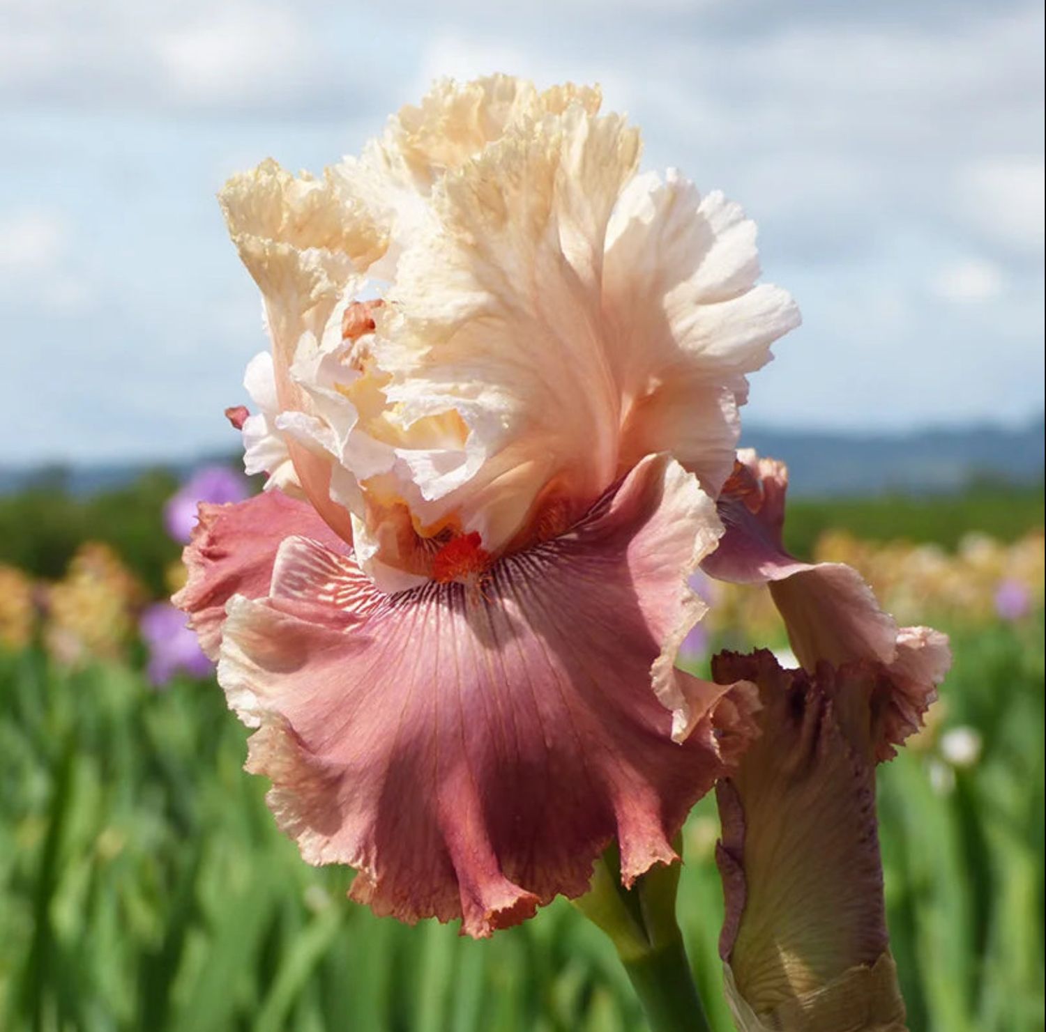 Iris Bearded Champagne and Strawberries Germanica Iris Size #1 Rhizome