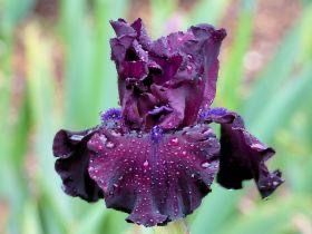 Iris Bearded Devil&#39;s Punchbowl Germanica Iris Size #1 Rhizome