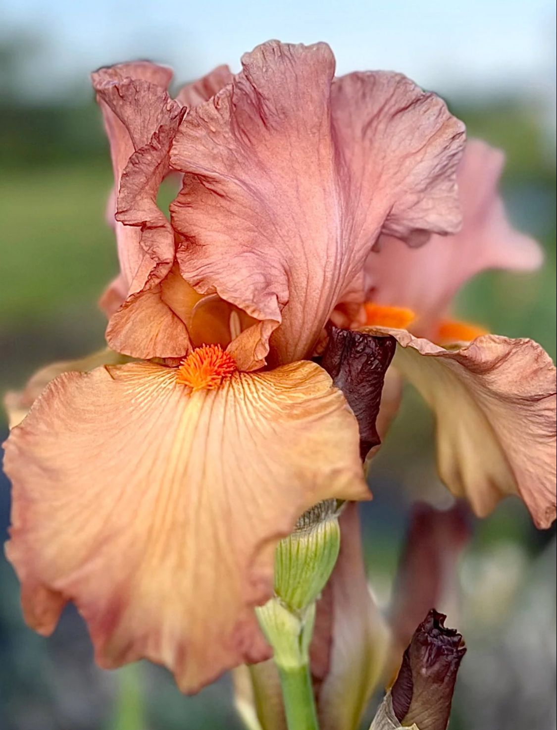 Iris Bearded Copper Classic Germanica Iris Size #1 Rhizome