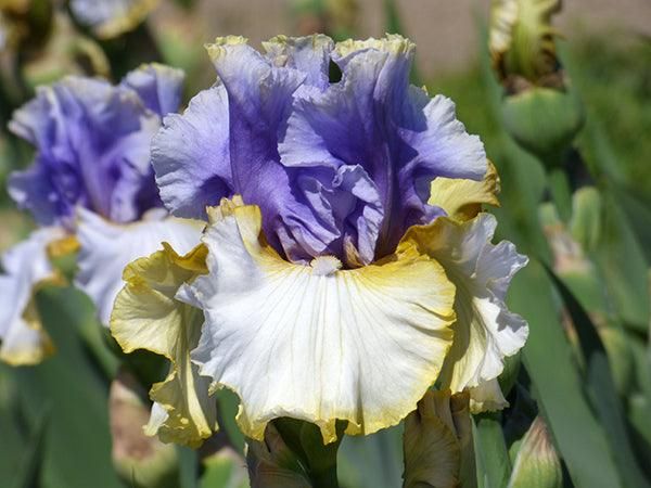 Iris Bearded Easter Charm Germanica Iris