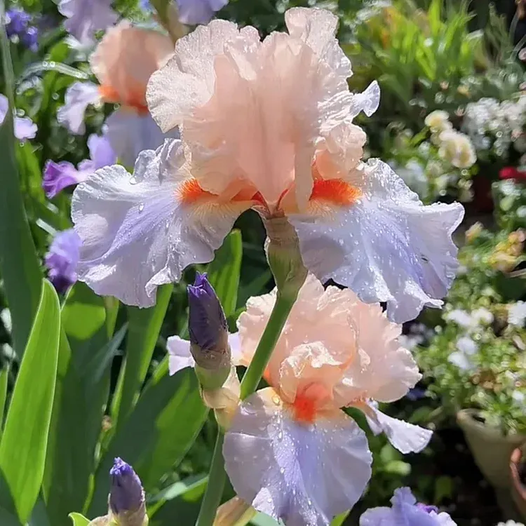 Iris Bearded French Cancan Reblooming Germanica Iris Size #1 Rhizome