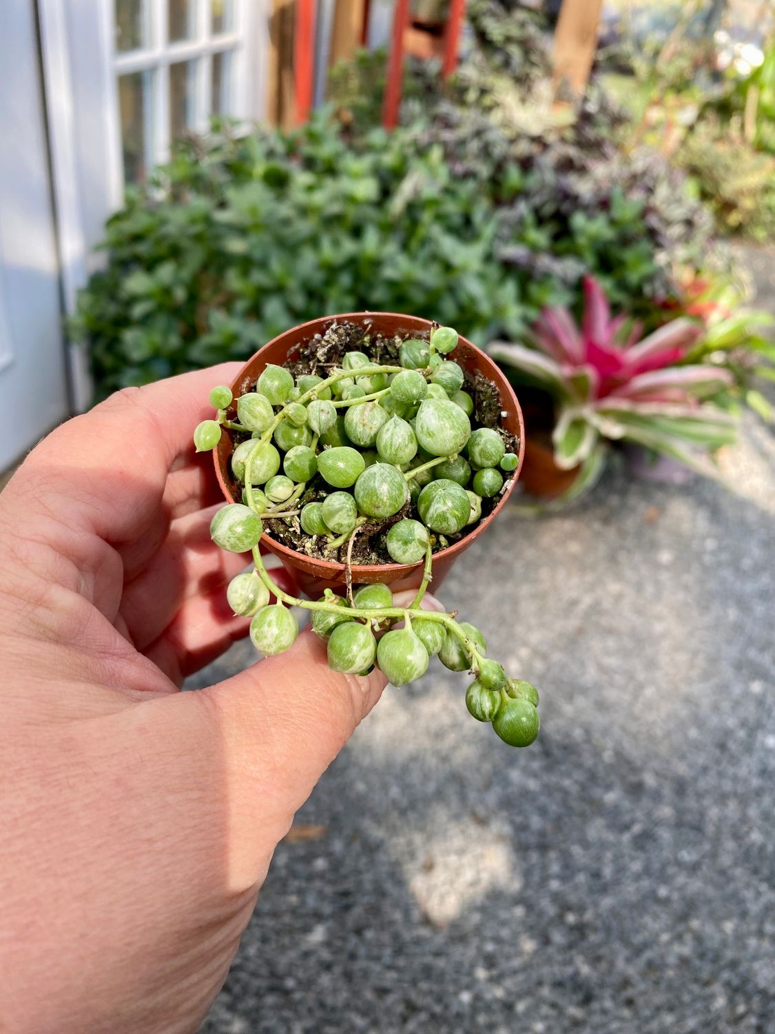 String of Pearls Variegated 2&quot; Grower Pot