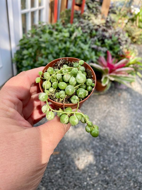 String of Pearls Variegated 2&quot; Grower Pot