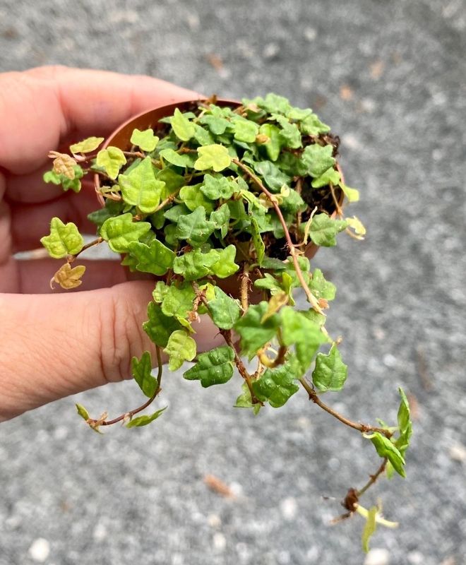 String of Frogs Miniature Oak Leaf or Ficus Pumila Quercifolia 2&quot; Pot