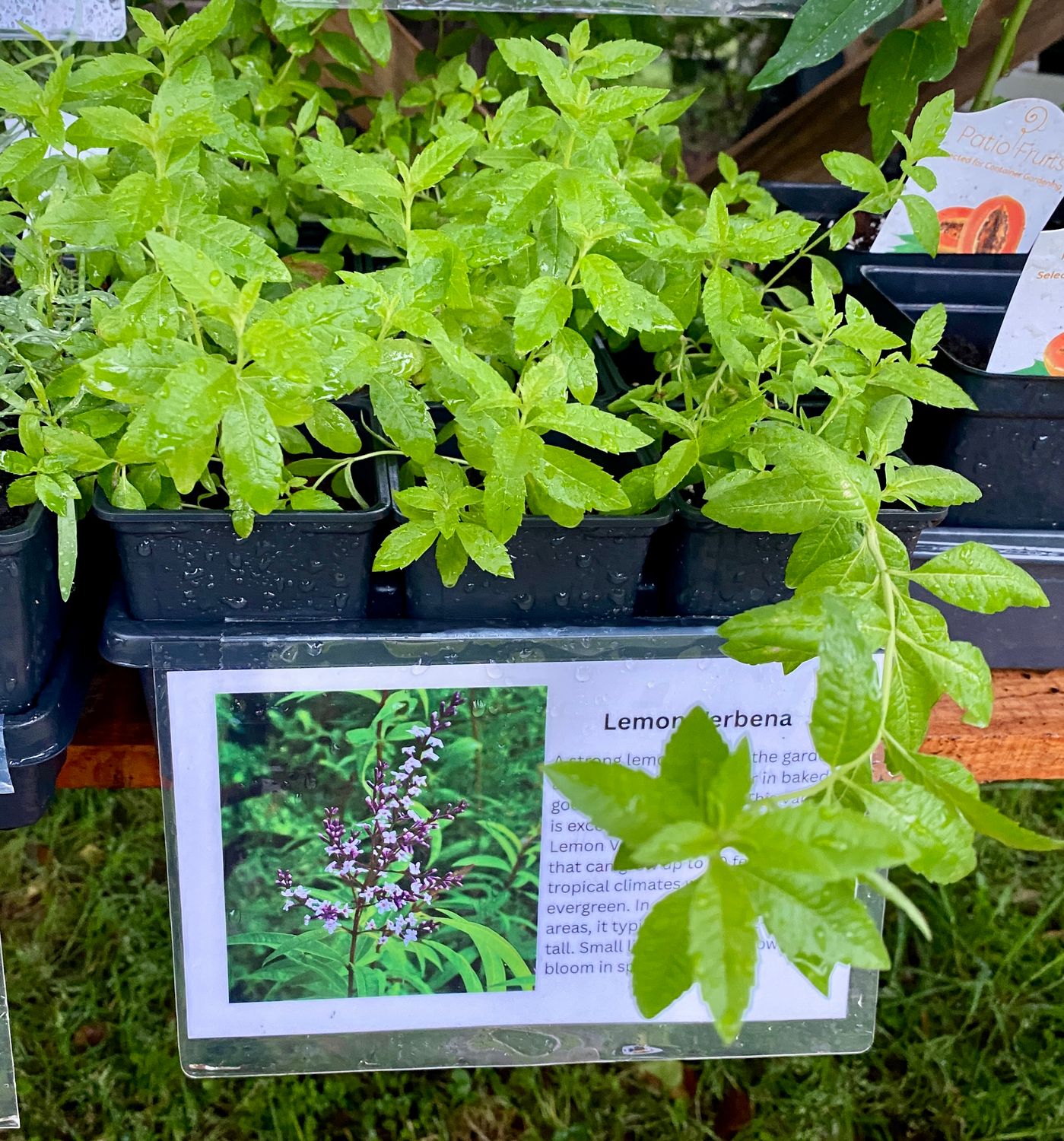 Herb Lemon Verbena 3.5&quot; Potted Plant