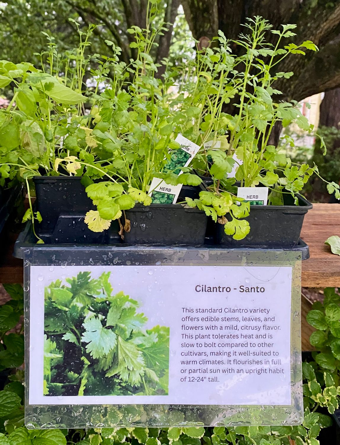 Herb Cilantro Santo 3.5&quot; Pot Live Plant