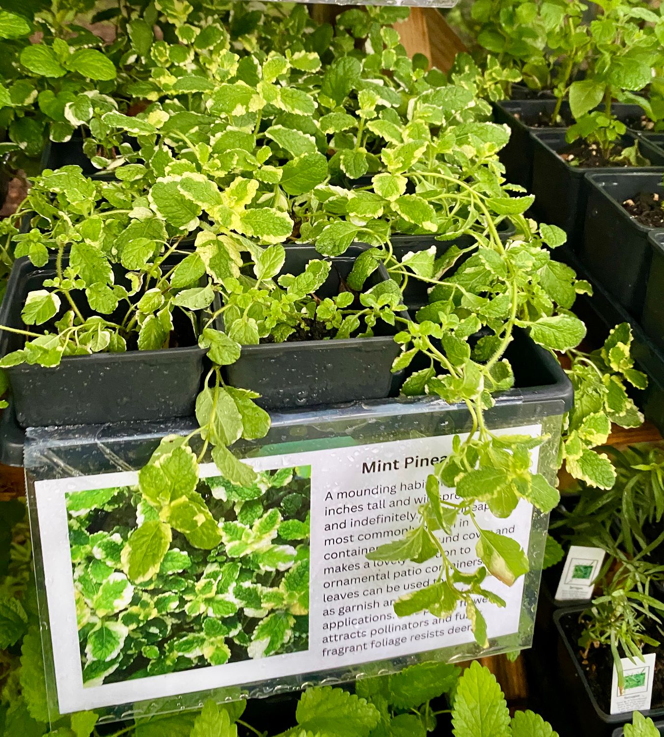 Herb Mint Pineapple 3.5&quot; Potted Plant