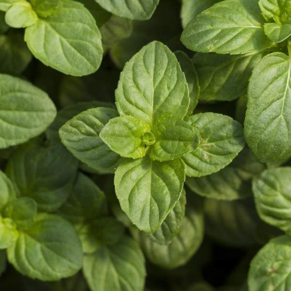 Herb Mint Orange 3.5&quot; Potted Plant