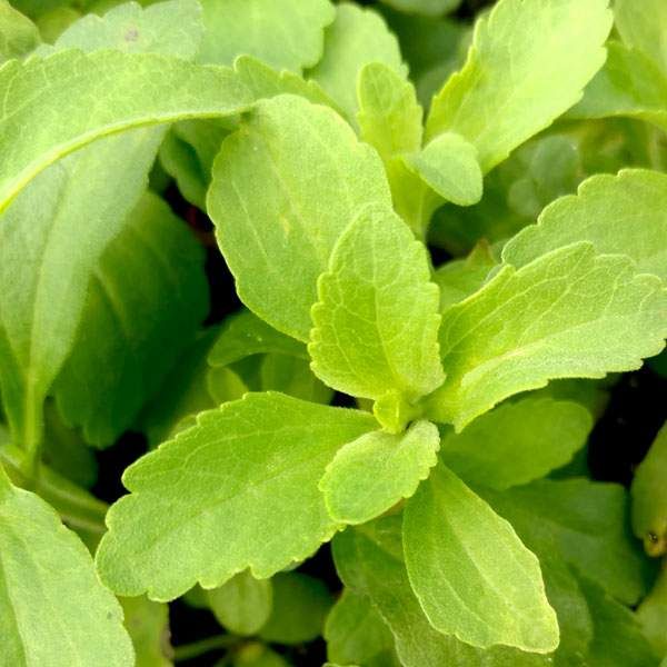 Herb Stevia Candy 3.5&quot; Potted Plant