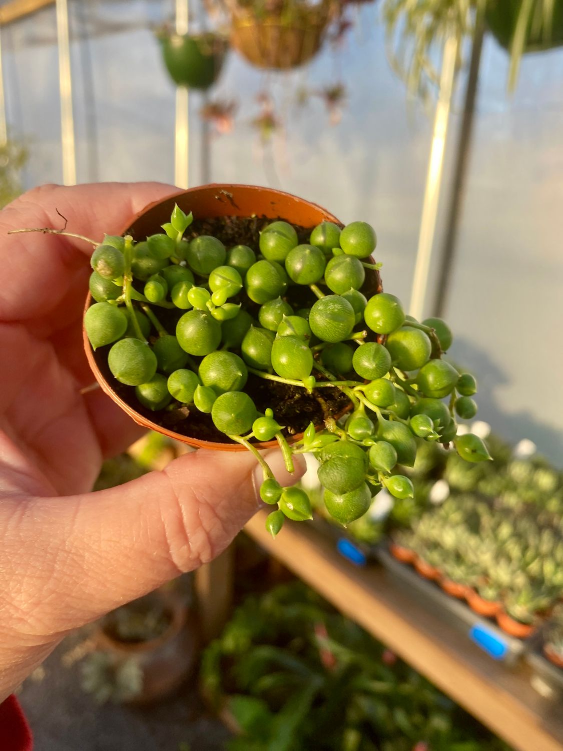 String of Pearls Green Succulent 2&quot; Pot Live Plant