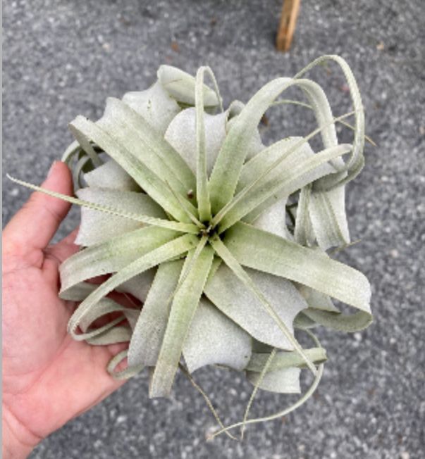 Air Plant Xerographica