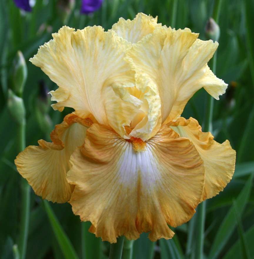 Iris Bearded Honeycomb Fragrant Reblooming Germanica Iris Size #1 Rhizome