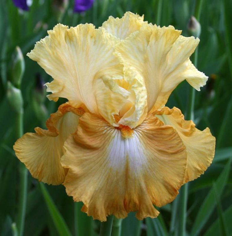 Iris Bearded Honeycomb Fragrant Reblooming Germanica Iris Size #1 Rhizome