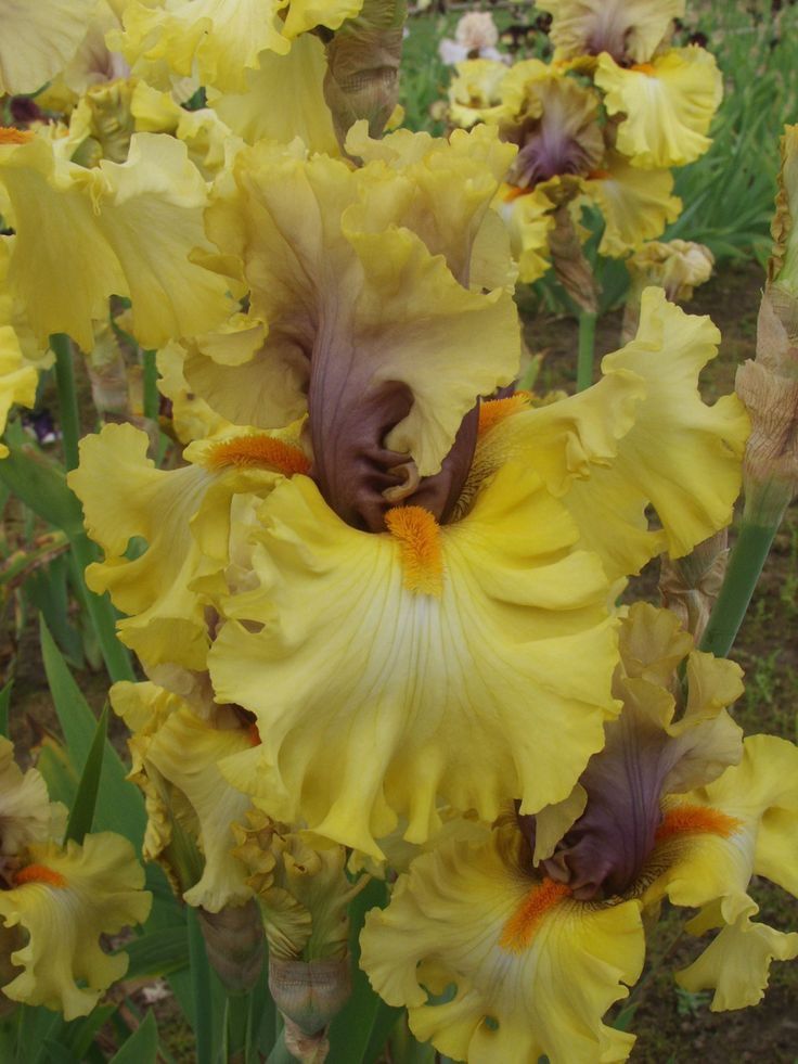 Iris Bearded Idle Rich Germanica Iris