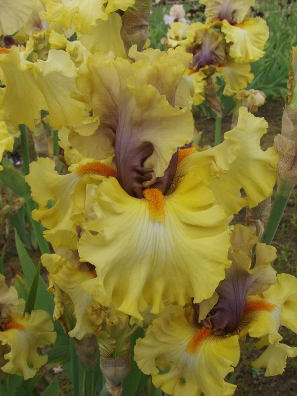 Iris Bearded Idle Rich Germanica Iris