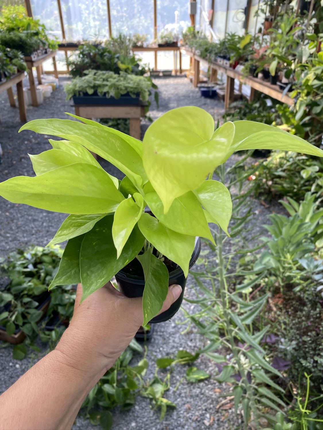 Pothos Neon Scindapsus Wilcox Devil&#39;s Ivy 4&quot; Pot Live Plant