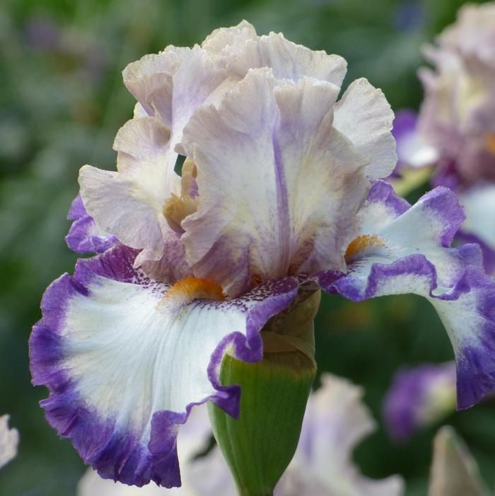 Iris Bearded Gray&#39;s Peak Germanica Iris Size #1 Rhizome