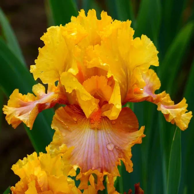 Iris Bearded Nice Job Fragrant Germanica Iris Size #1 Rhizome