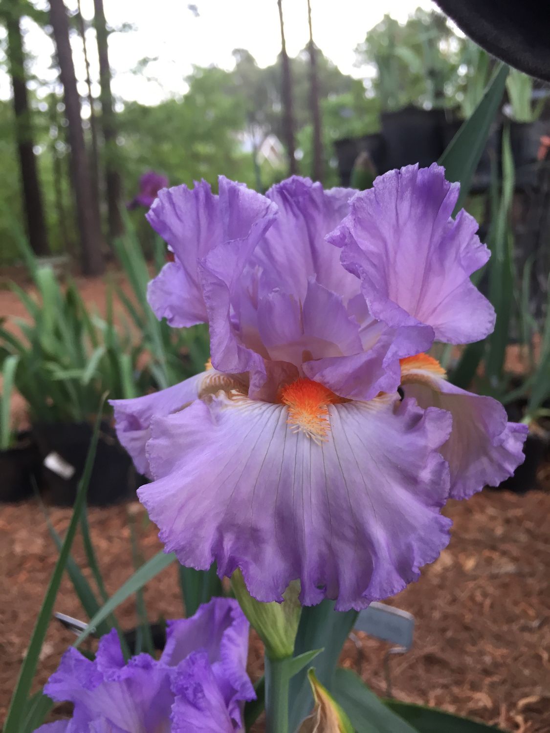 Iris Bearded Oui Madame Germanica Iris Size #1 Rhizome