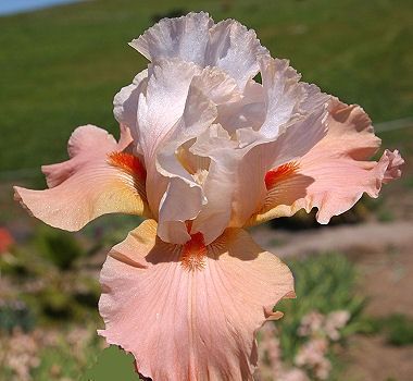 Iris Bearded Struck Twice Fragrant Reblooming Germanica Iris Size #1 Rhizome