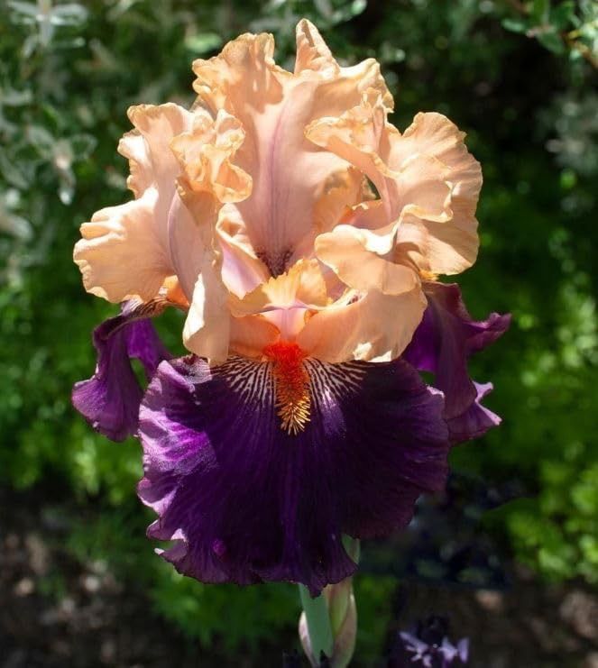Iris Bearded Petalpalooza Fragrant  Reblooming Germanica Iris Size #1 Rhizome