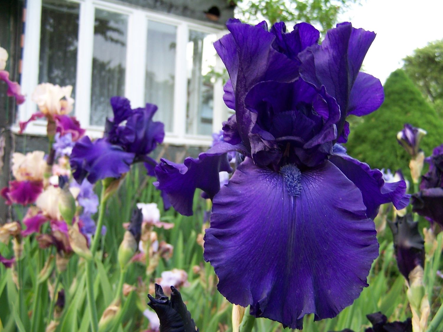 Iris Bearded Rosalie Figge Fragrant Reblooming Germanica Iris Size #1 Rhizome