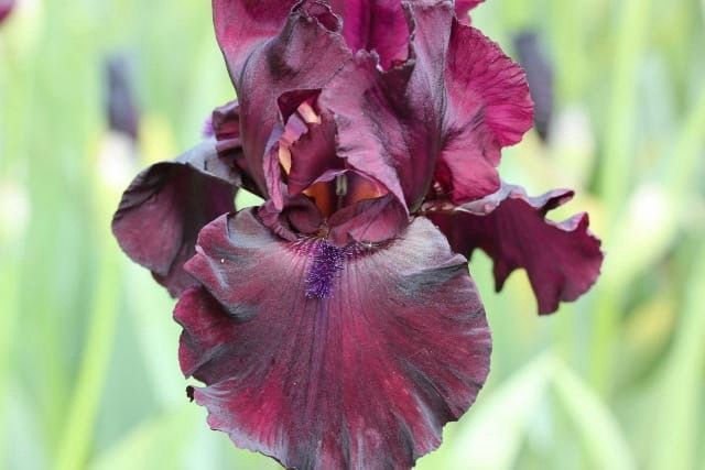 Iris Bearded Rio Rojo Fragrant Reblooming Germanica Iris
