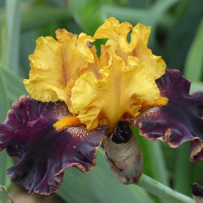 Iris Bearded Sun Devil Fragrant Reblooming Germanica Iris Size #1 Rhizome